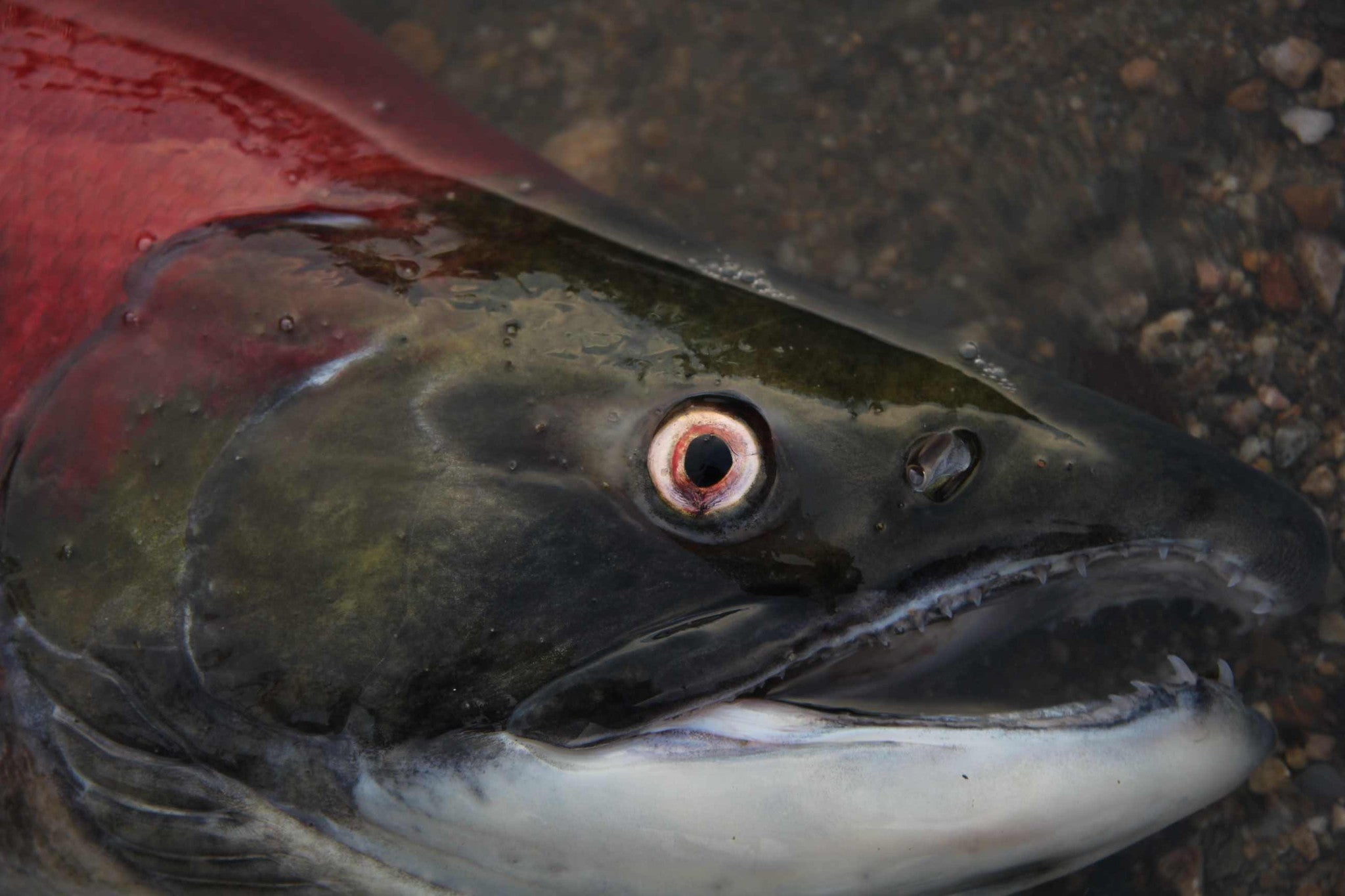 Sockeye salmon from documentary "Salmon Confidential"