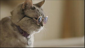 American Cats: The Good, the Bad, and the Cuddly