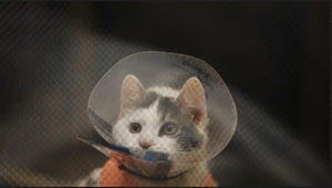 American Cats: The Good, the Bad, and the Cuddly