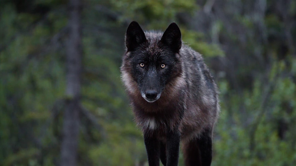 A Good Wolf