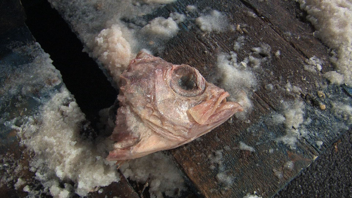 Kingdom of Animal – Collective Eye Films
