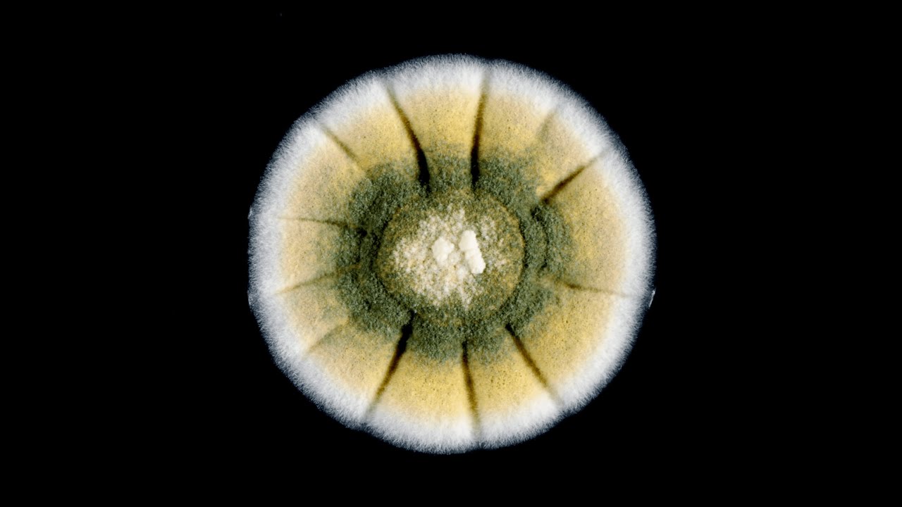 Planet Soil: The Power of the Underground