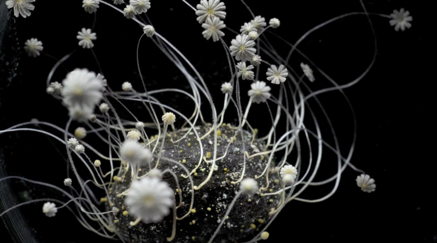 Planet Soil: The Power of the Underground