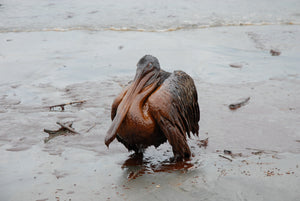 Oil poisoning wildlife after Deepwater Horizon explosion from Ecocide documentary 