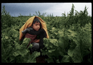 Scene from documentary "The Harvest / La Cosecha