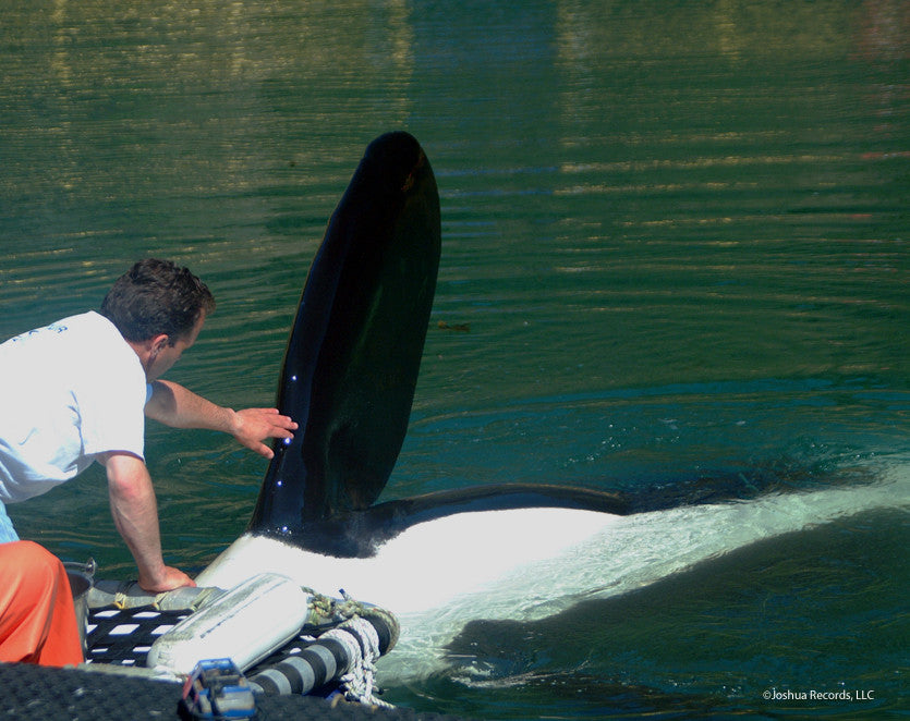 Scene from documentary "Keiko: The Untold Story of the Star of Free Willy"