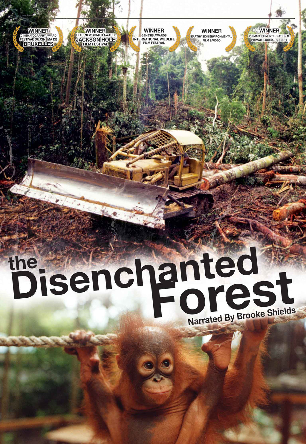 Disenchanted Forest