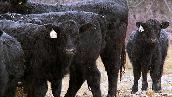 Scene from documentary "GRAZERS: A Cooperative Story"