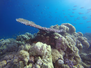 Saving Atlantis