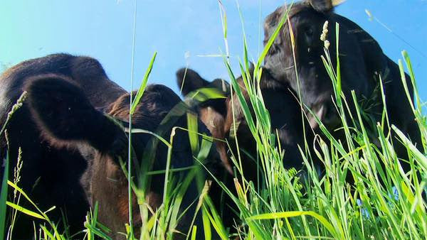 Scene from documentary "GRAZERS: A Cooperative Story"