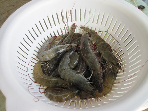 Raw shrimp, from documentary "Raising Shrimp"