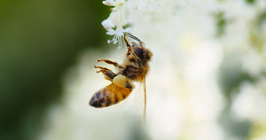 The Pollinators - Home DVD