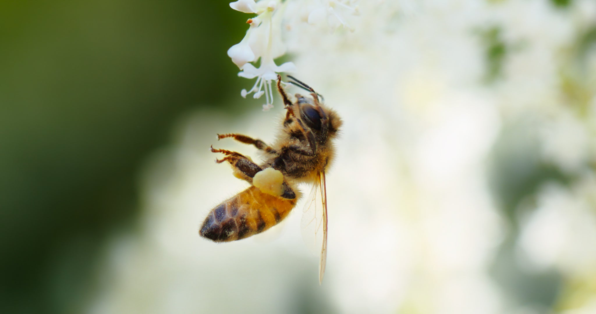 The Pollinators - Bee Cause Project