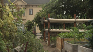 City garden from documentary "Edible City"