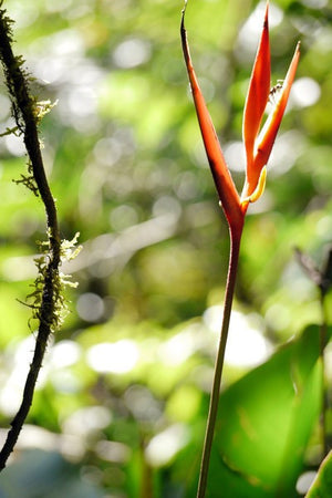 Scene from documentary "Field Biologist"