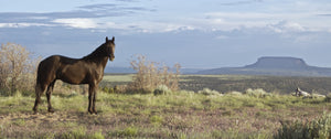 Common Ground: The Story of Bears Ears