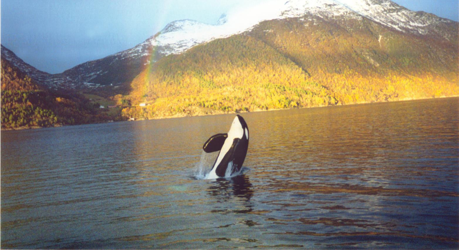 Scene from documentary "Keiko: The Untold Story of the Star of Free Willy"