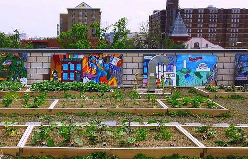 City garden from documentary "Edible City"