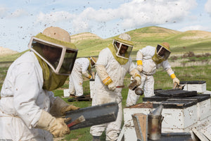 The Pollinators