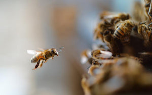 The Pollinators