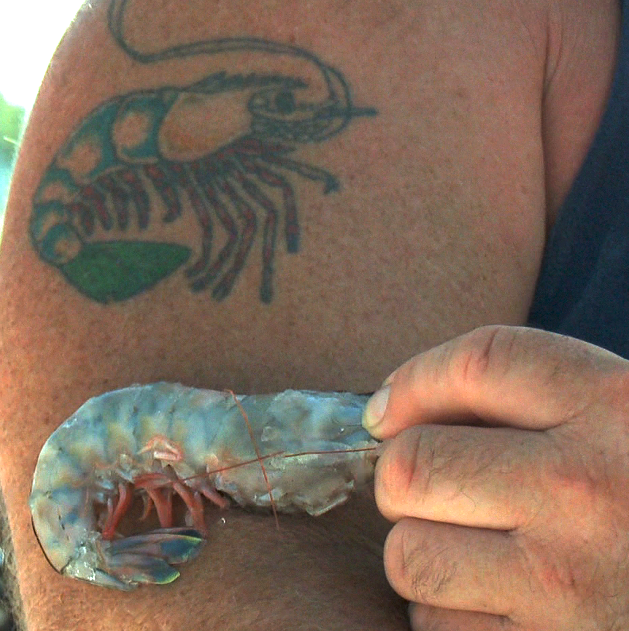 Shrimp tattoo, from documentary "Raising Shrimp"