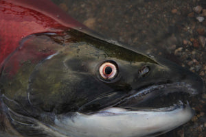 Sockeye salmon from documentary "Salmon Confidential"