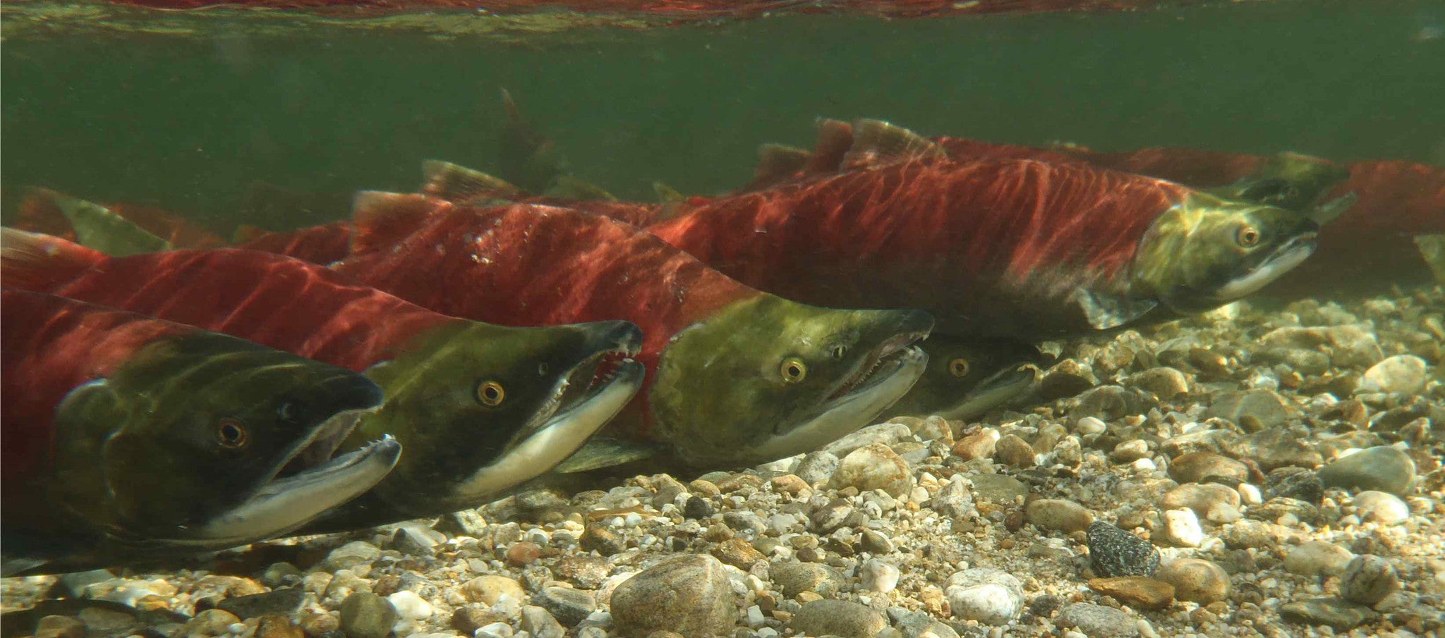 Sockeye Salmon from documentary "Salmon Confidential"